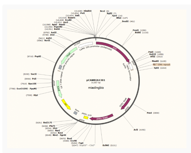 pCAMBIA1381植物表达质粒