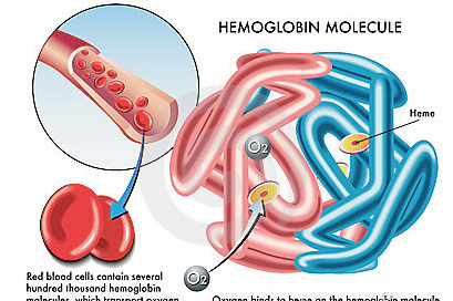 白蛋白对细胞培养的作用