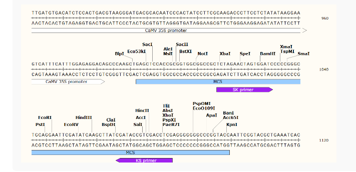 pGreenII-62-SK荧光素酶质粒