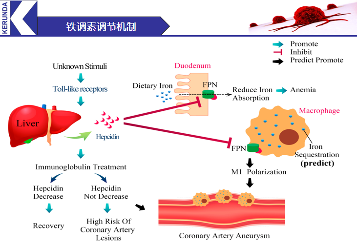 铁调素检测与妊娠期IDA诊治