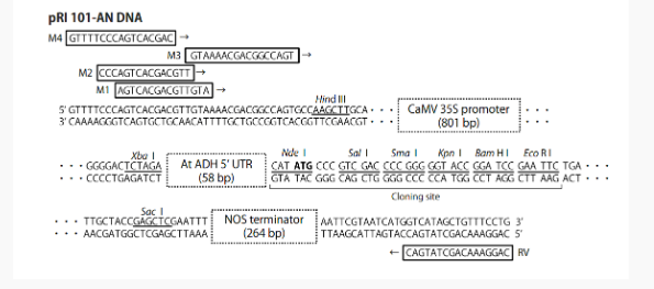 pRI101-AN双子叶植物发根农杆菌表达质粒