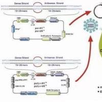 pPIC9毕赤酵母质粒