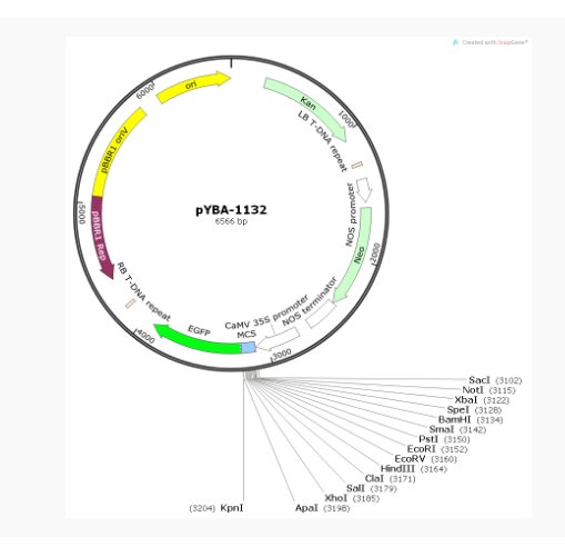 pYBA-1132植物表达质粒