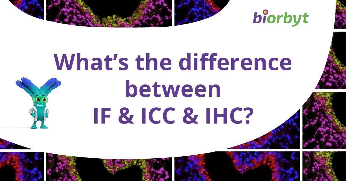 IF & ICC & IHC有什么区别？