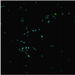 Alexa 488标记-α-Bungarotoxin