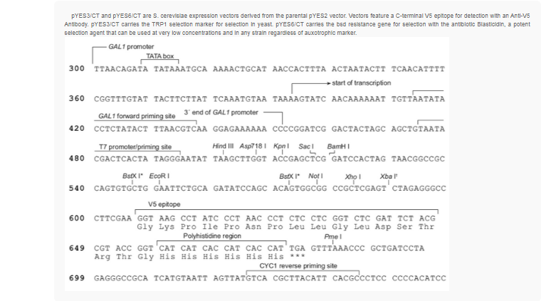 pYES3/CT酿酒酵母质粒