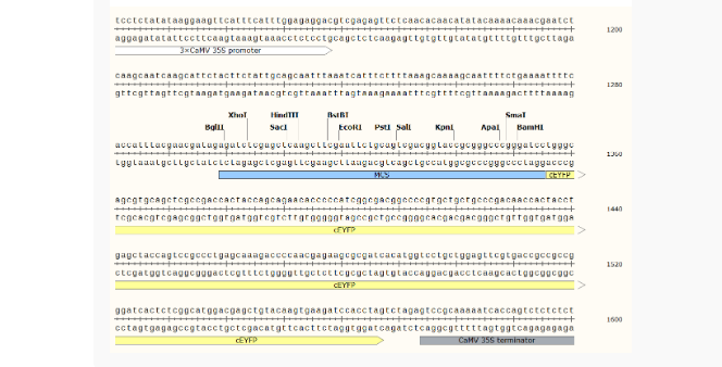 pSAT4A-cEYFP-N1 植物双分子荧光质粒