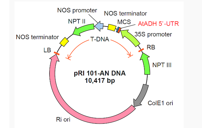pRI101-AN双子叶植物发根农杆菌表达质粒