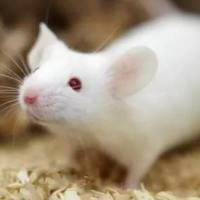 粪便样本短链脂肪酸定量检测