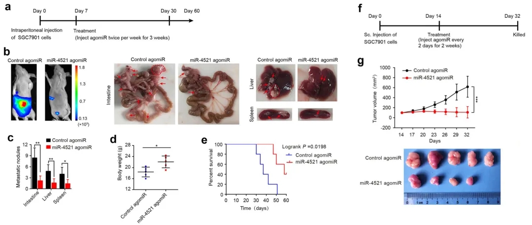 【更新】动物用agomir产品案例应用策略解析(20211025)丨含给药方式、给药剂量、动物造模、实验处理……
