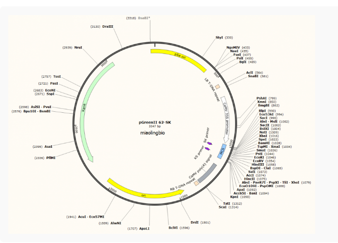 pGreenII-62-SK荧光素酶质粒