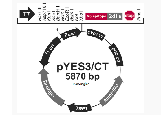 pYES3/CT酿酒酵母质粒