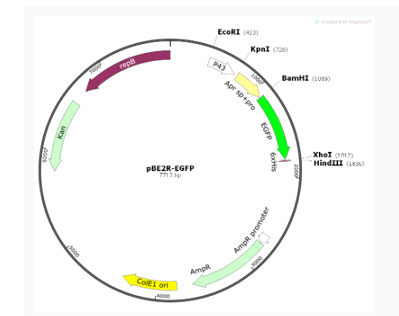pBE2R-EGFP枯草分泌质粒