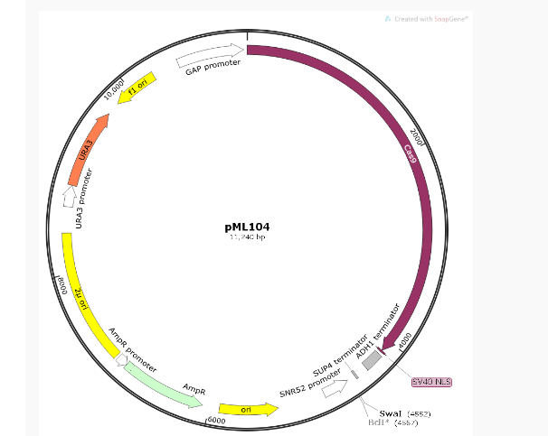 pML104酵母编辑质粒