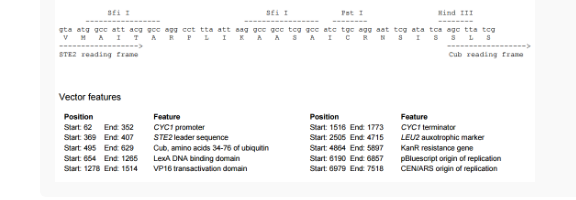 pBT3-STE膜蛋白双杂交质粒