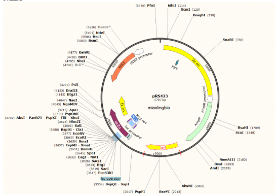 pRS423酿酒酵母质粒