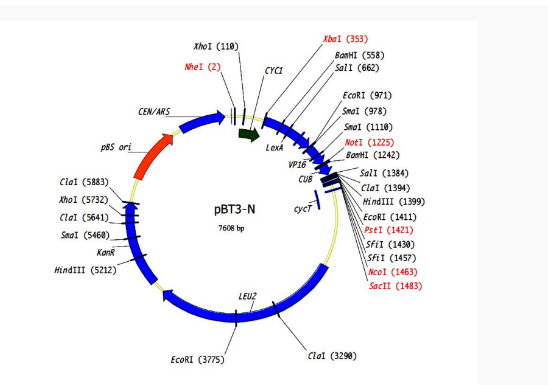 pBT3-N膜蛋白双杂交质粒