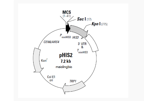 pHIS2酵母单杂交质粒