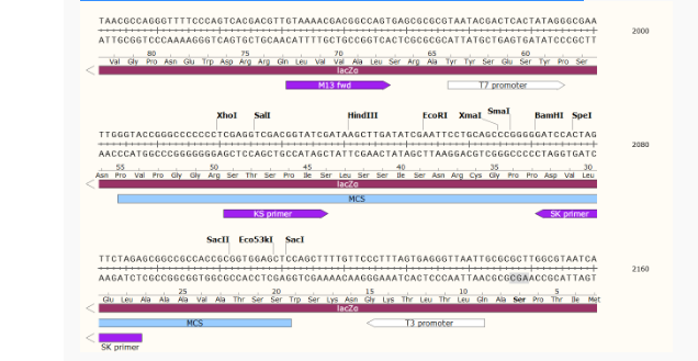 pRS426酿酒酵母质粒