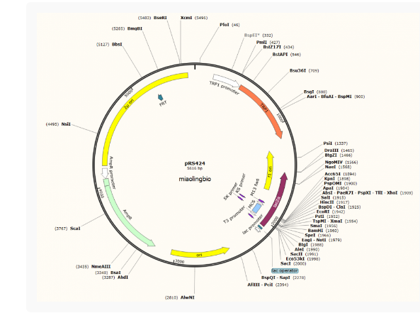 pRS424酿酒酵母质粒