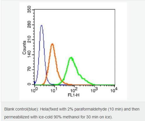 磷酸化c-fos抗体