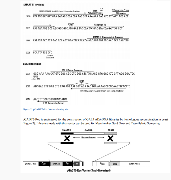 pGADT7-Rec酵母双杂交质粒