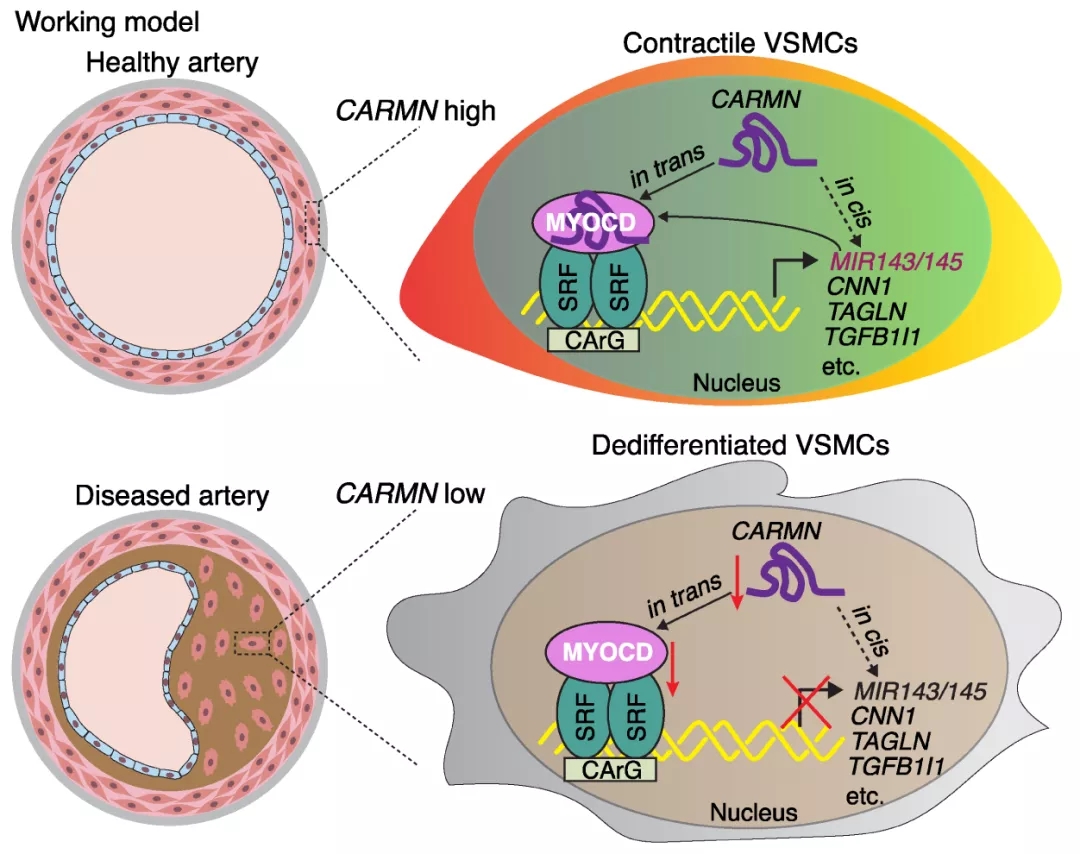 lncRNA新研究进展盘点（20211028）