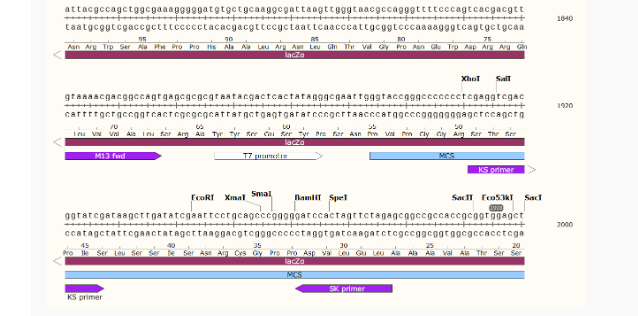 pRS424酿酒酵母质粒