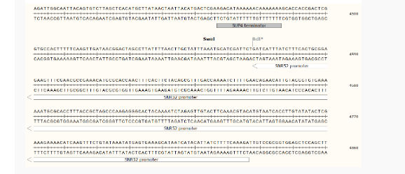 pML104酵母编辑质粒