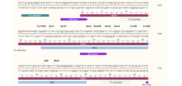 pRS423酿酒酵母质粒