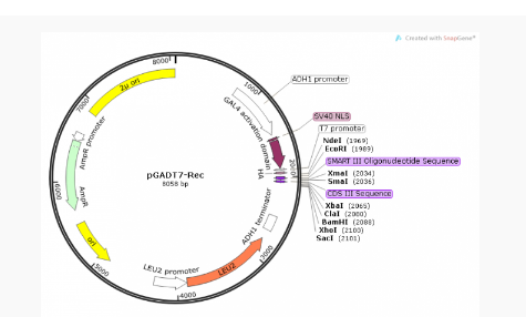 pGADT7-Rec酵母双杂交质粒