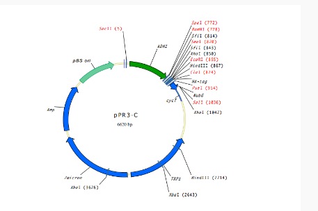 pPR3-C膜蛋白双杂交质粒