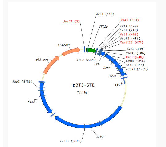 pBT3-STE膜蛋白双杂交质粒