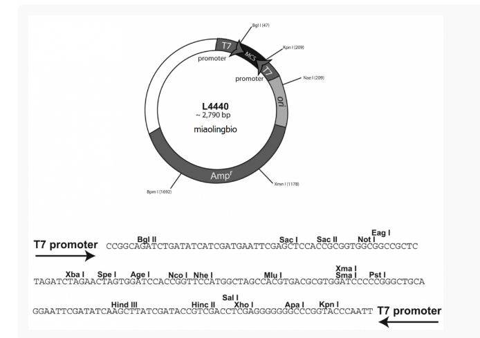 L4440线虫干扰质粒