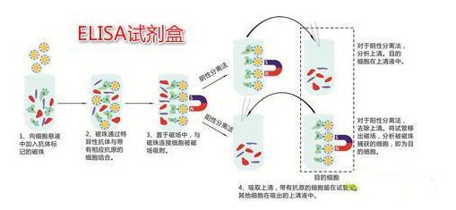 人CCNAelisa试剂盒代测服务