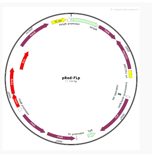 pRed-FLp线虫同源重组编辑质粒