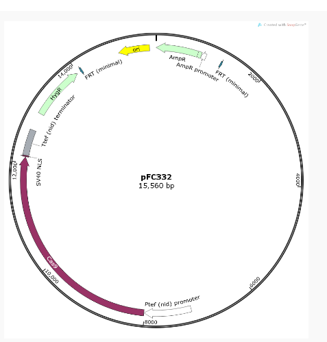 pFC332丝状真菌基因编辑质粒