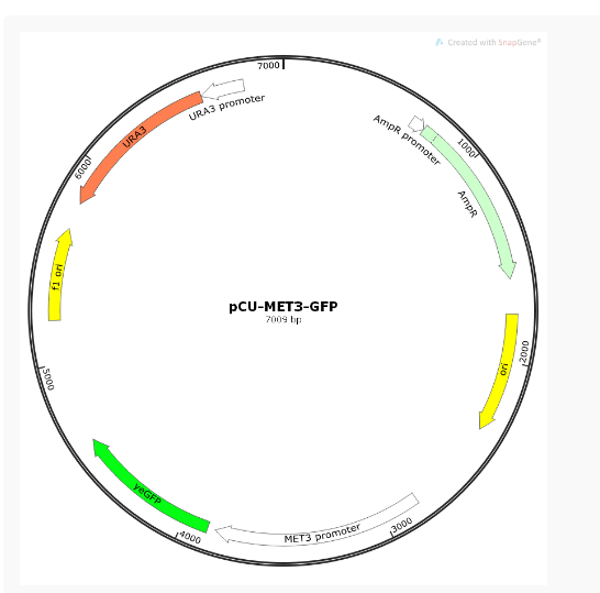 pCU-MET3-GFP念珠菌绿色荧光质粒