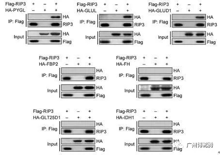 BLT小课堂丨植物蛋白互作技术