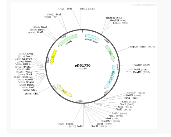 pDG1730枯草胞内质粒