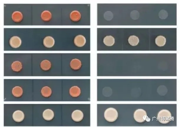 BLT小课堂丨植物蛋白互作技术