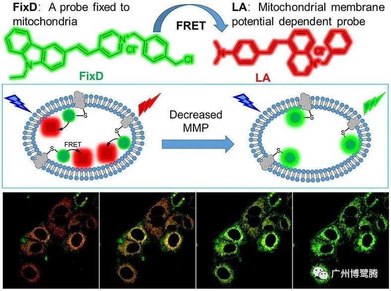 BLT小课堂丨植物蛋白互作技术