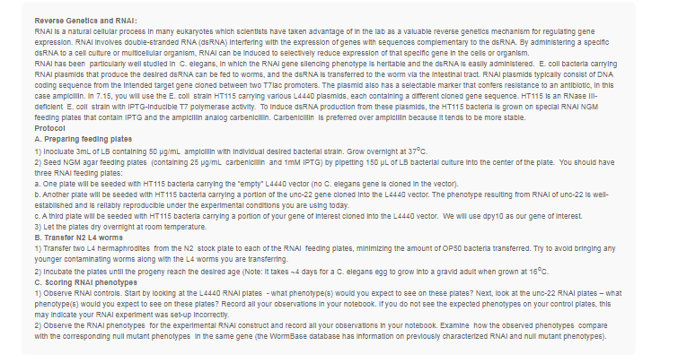 L4440线虫干扰质粒