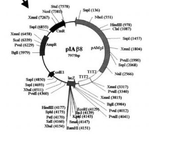 pIAβ8乳酸菌胞内质粒菌种