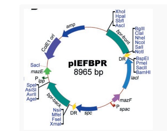 pIEFBPR枯草分泌质粒