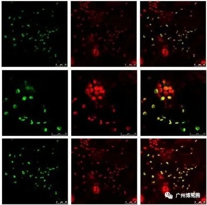 BLT小课堂丨植物蛋白互作技术