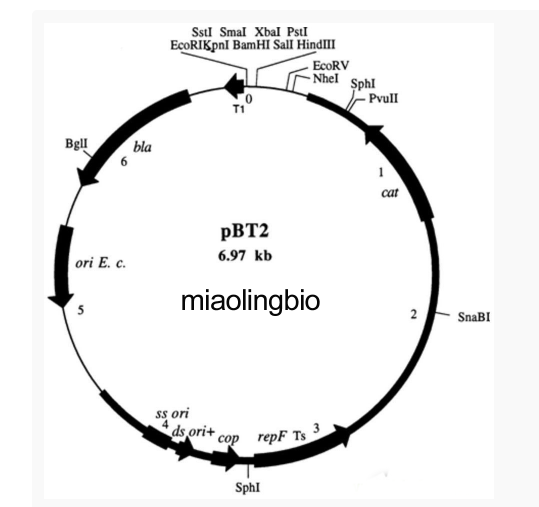 pBT2葡萄球菌表达质粒
