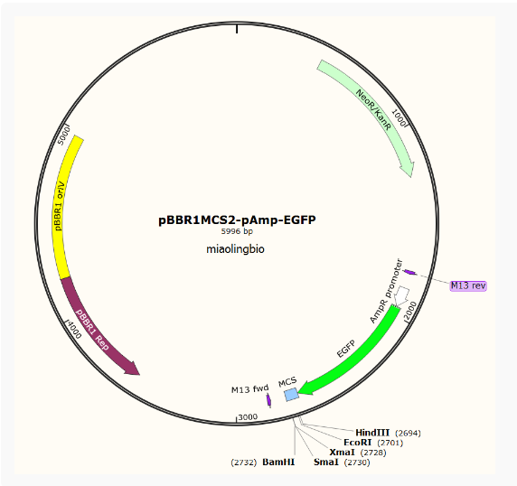 pBBR1MCS2-pAmp-EGFP广宿主表达质粒