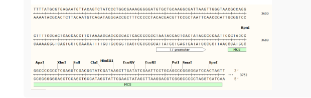 pG+HOST9革兰阳性质粒