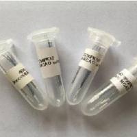 MCAO线栓Doccol栓线